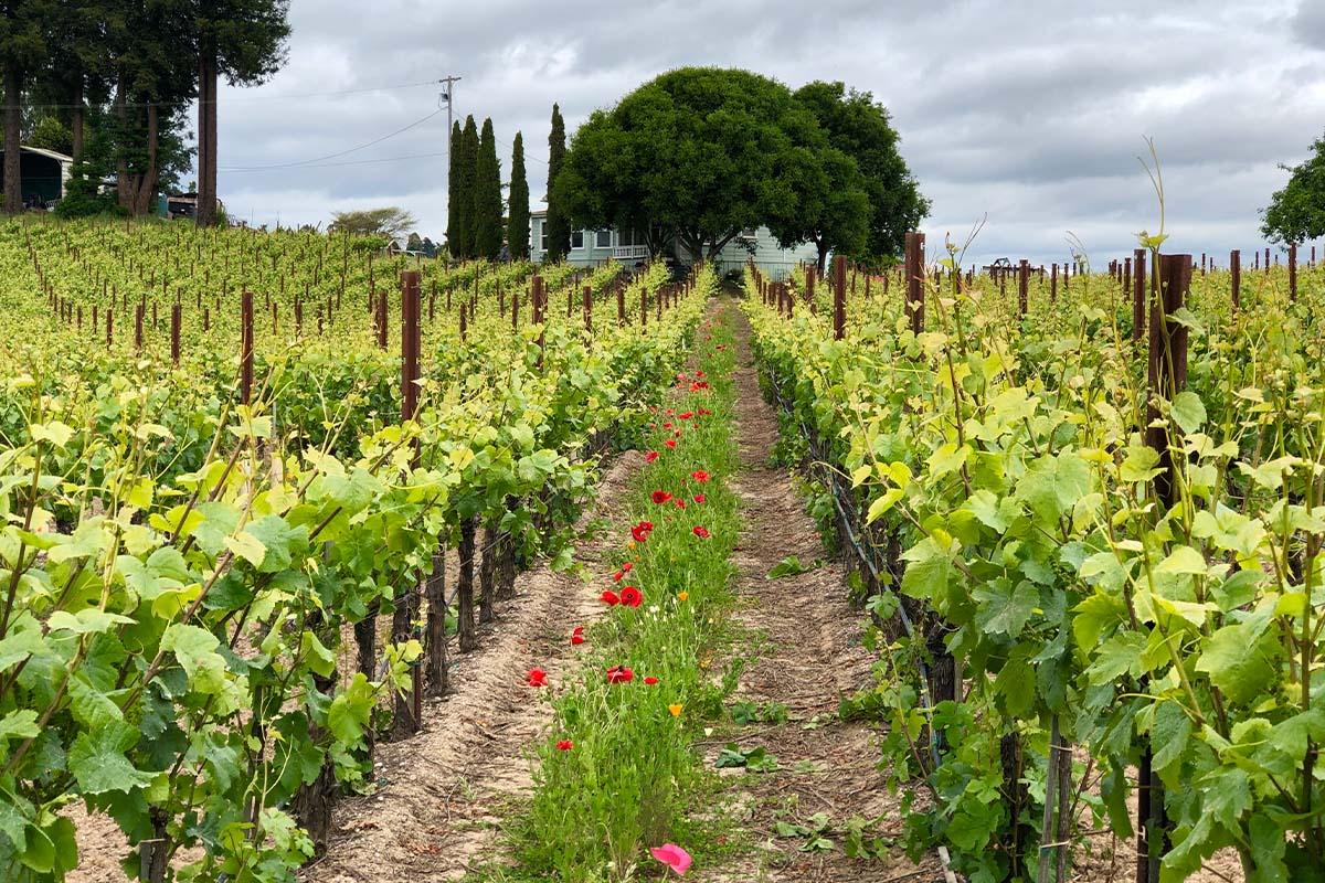Wine country home framed by vineyard rows