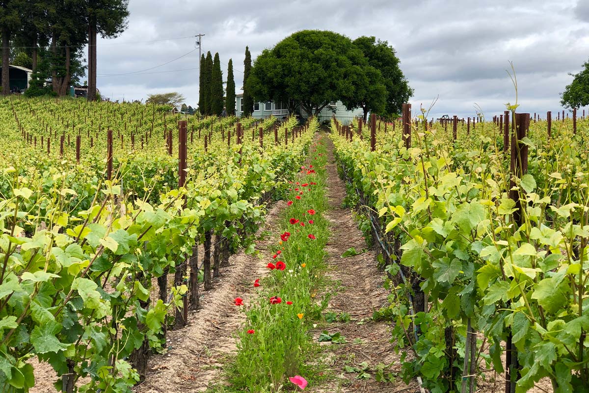 Napa Valley